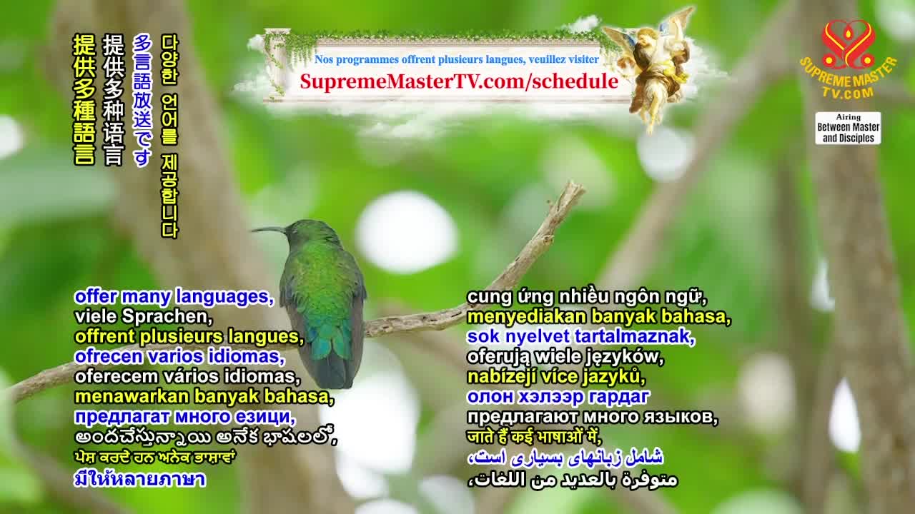 Thumbnail image for Supreme Master Television