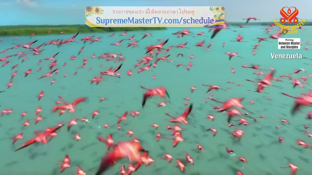 Thumbnail image for Supreme Master Television