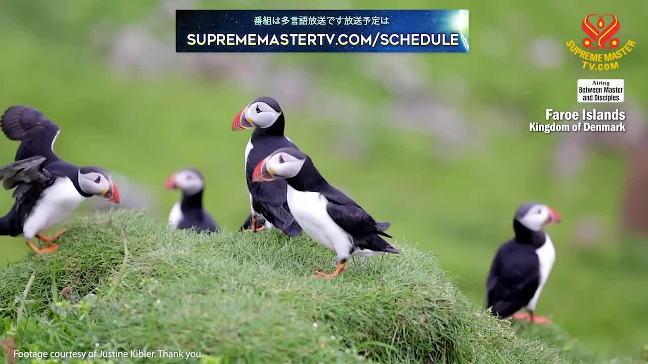 Thumbnail image for Supreme Master Television