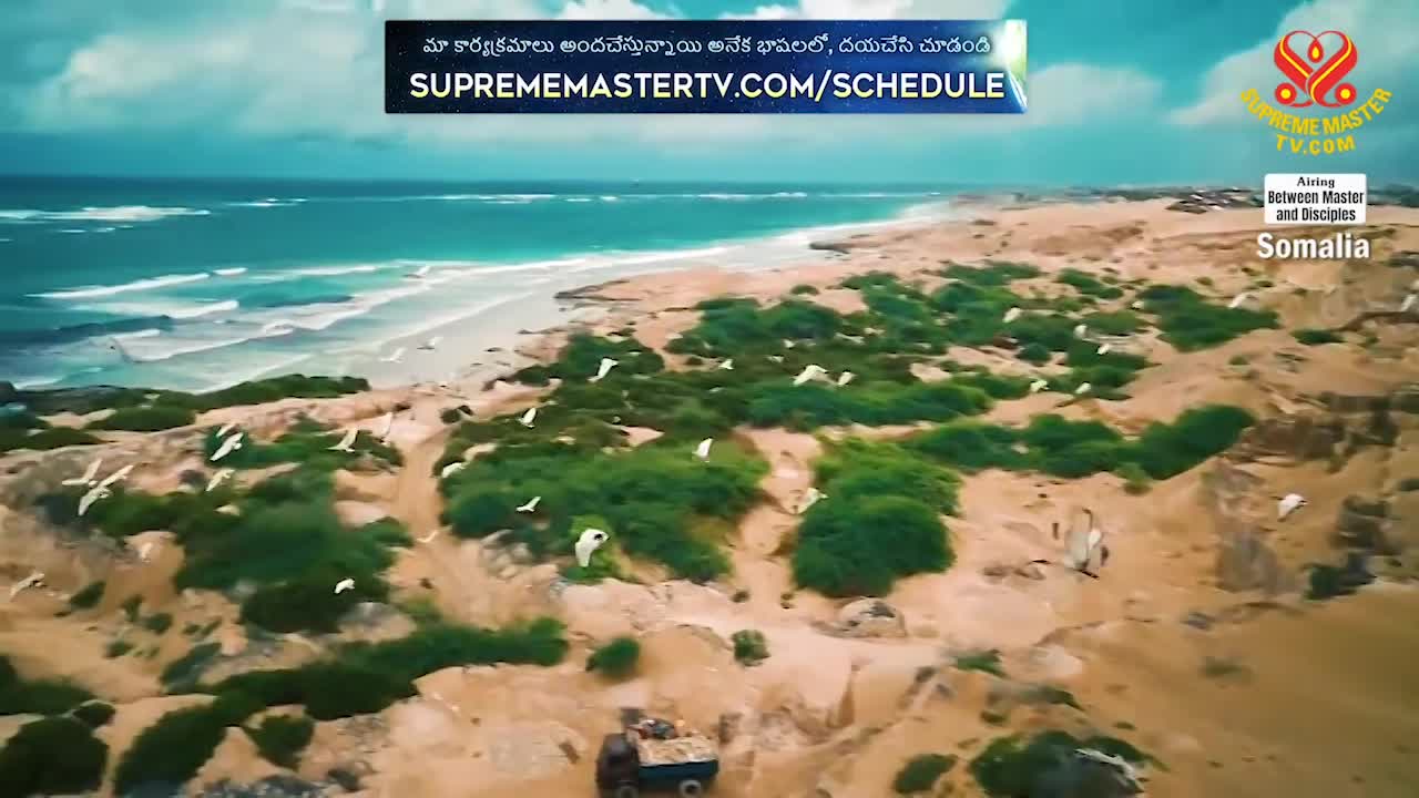Thumbnail image for Supreme Master Television