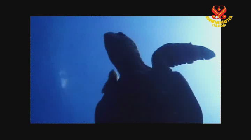 Thumbnail image for Supreme Master Television