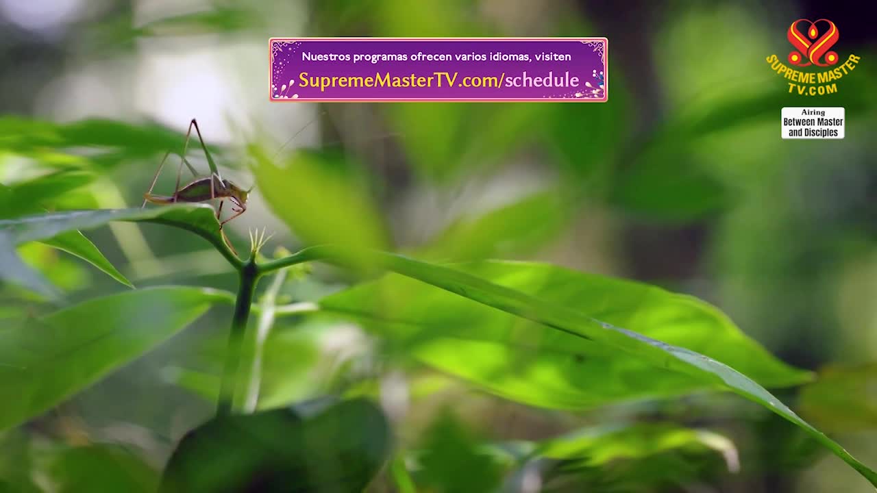 Thumbnail image for Supreme Master Television