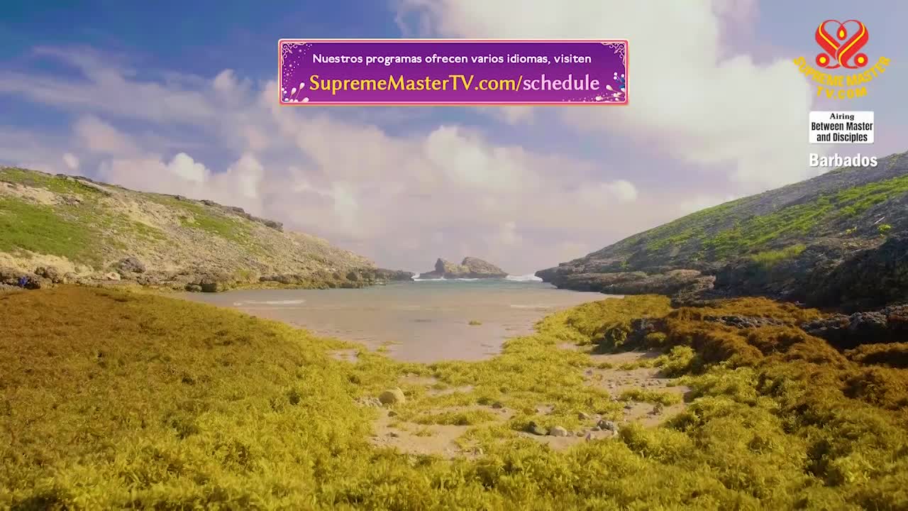 Thumbnail image for Supreme Master Television