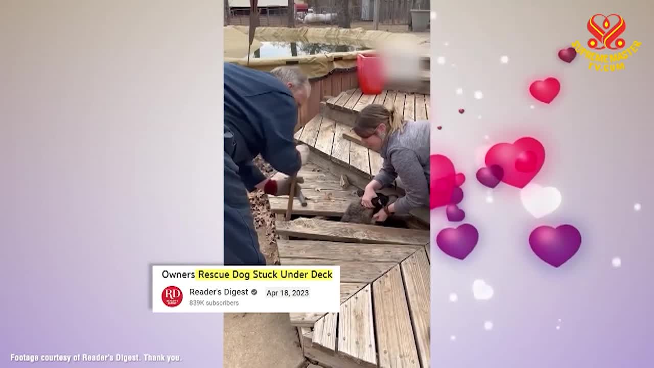 Thumbnail image for Supreme Master Television