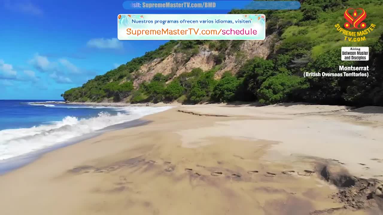 Thumbnail image for Supreme Master Televison