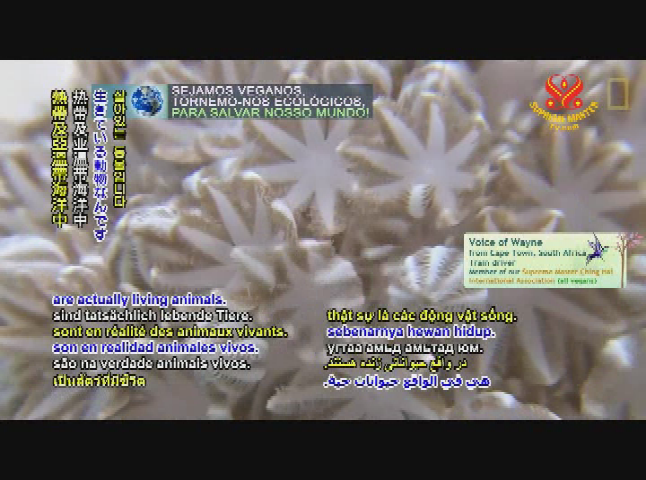 Thumbnail image for Supreme Master Television