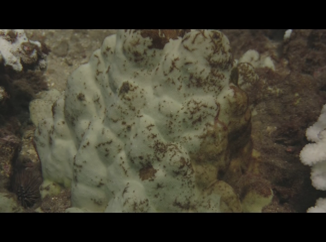 Thumbnail image for NSF Science Now