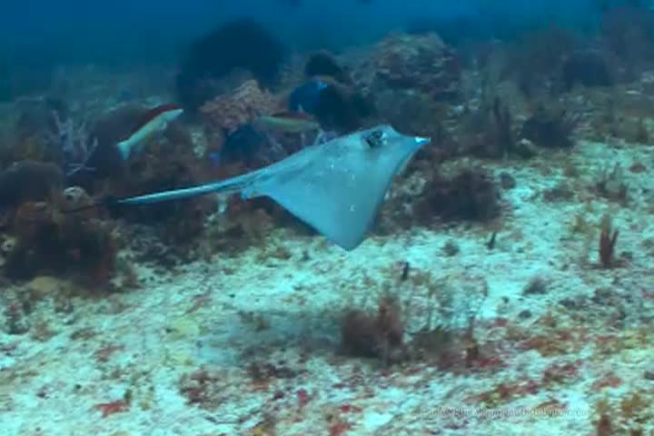 Thumbnail image for A Question of Ethics - A Dolphin is Rescued