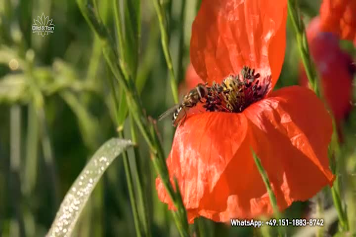 Thumbnail image for A Question of Ethics - A New Agriculture For the New Era