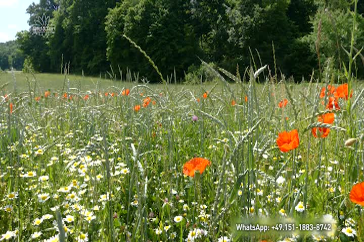 Thumbnail image for A Question of Ethics - A New Agriculture for the New Era