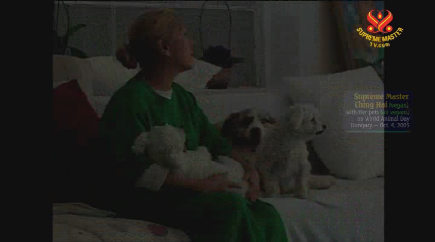Thumbnail image for Supreme Master Television