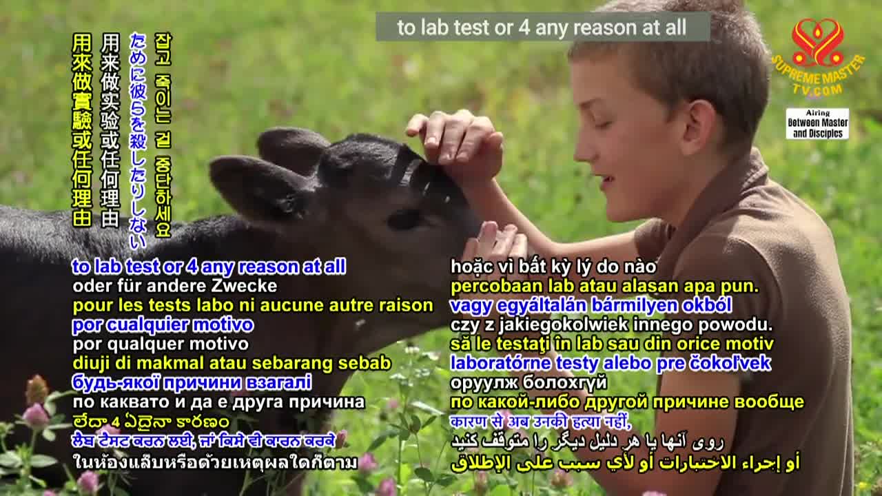 Thumbnail image for Supreme Master Television