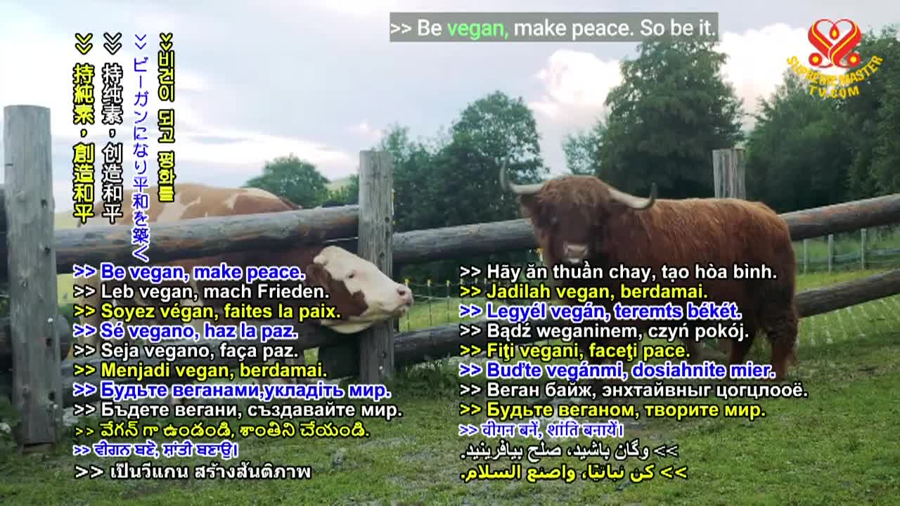 Thumbnail image for Supreme Master Television