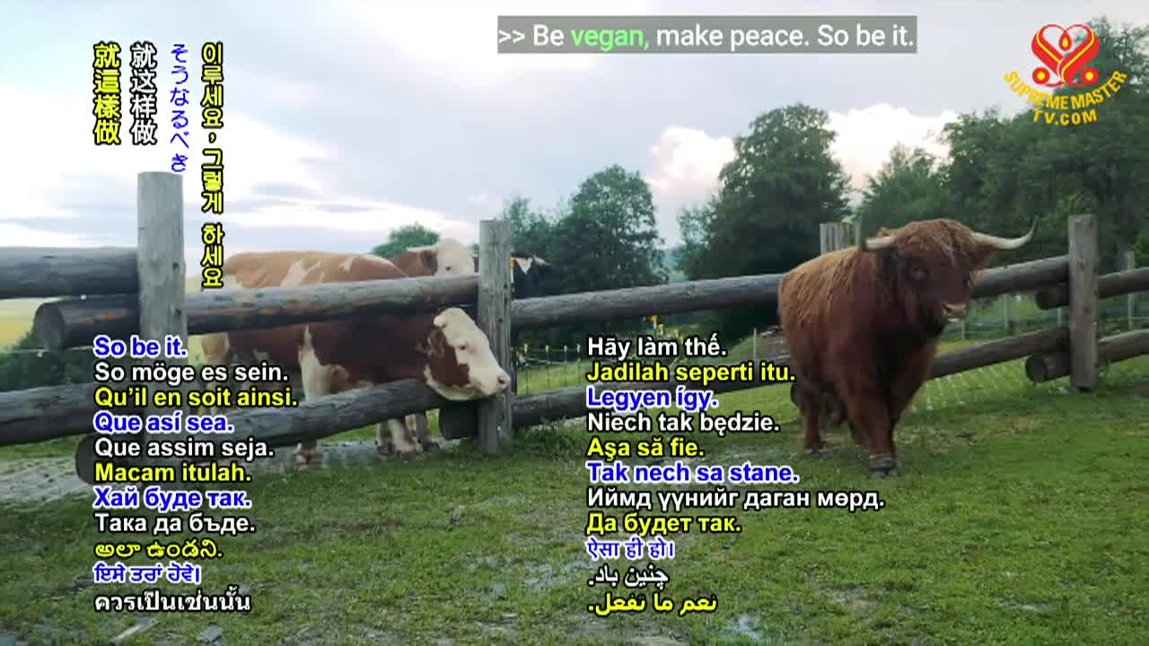 Thumbnail image for Supreme Master Television