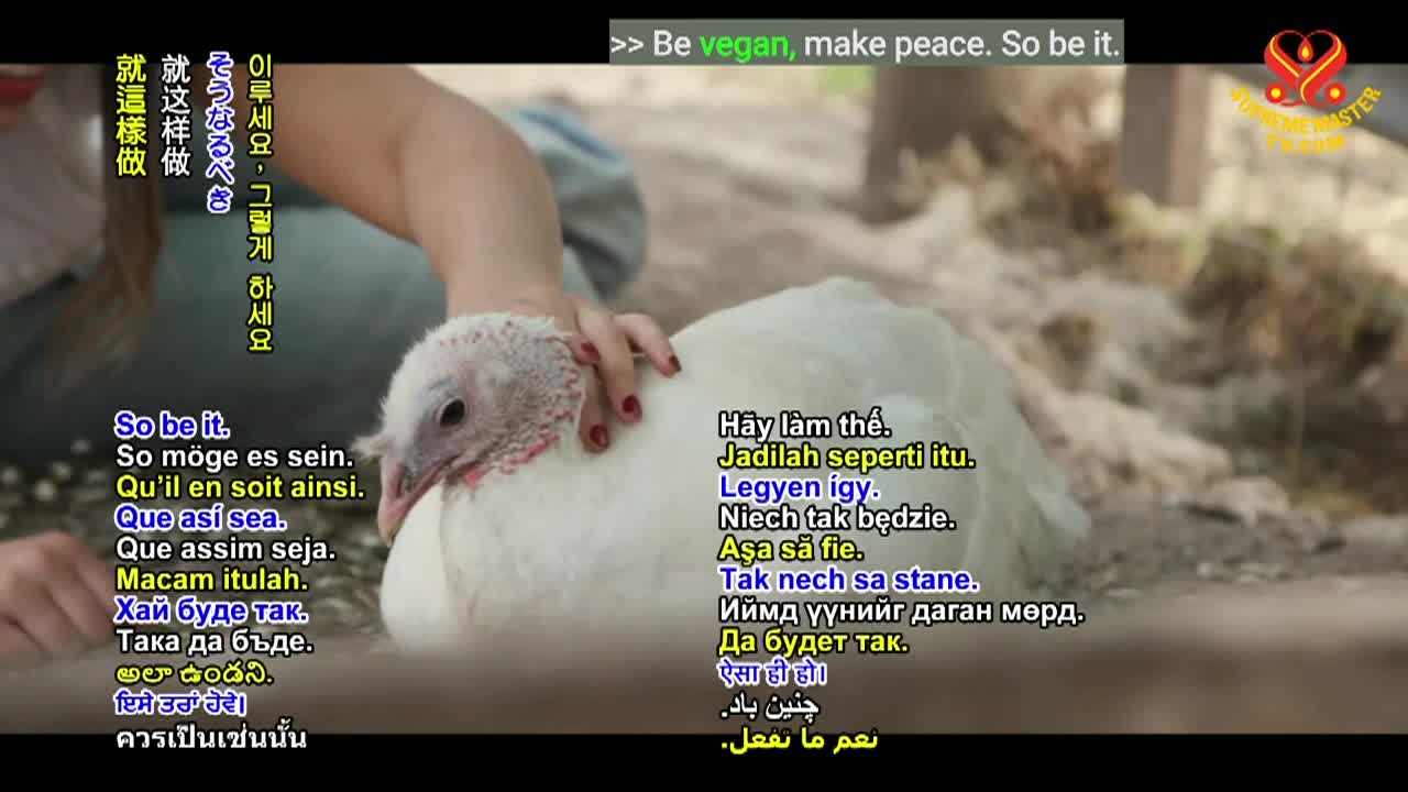 Thumbnail image for Supreme Master Televison