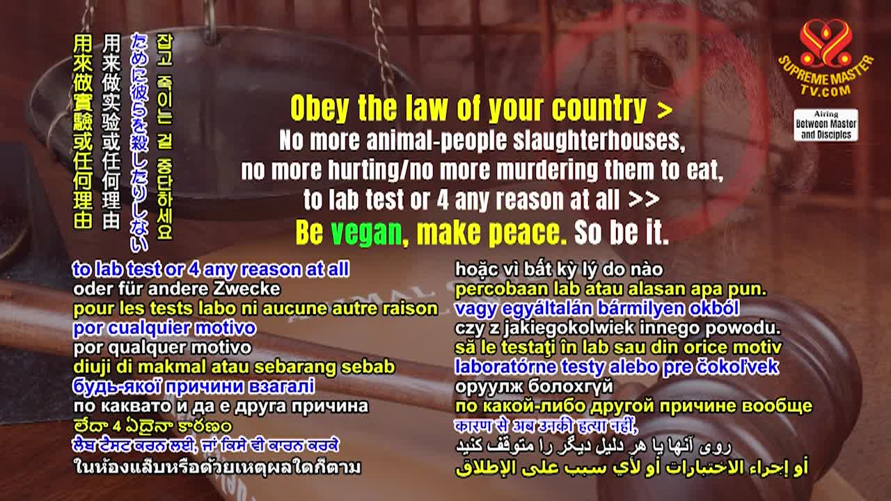 Thumbnail image for Supreme Master Television