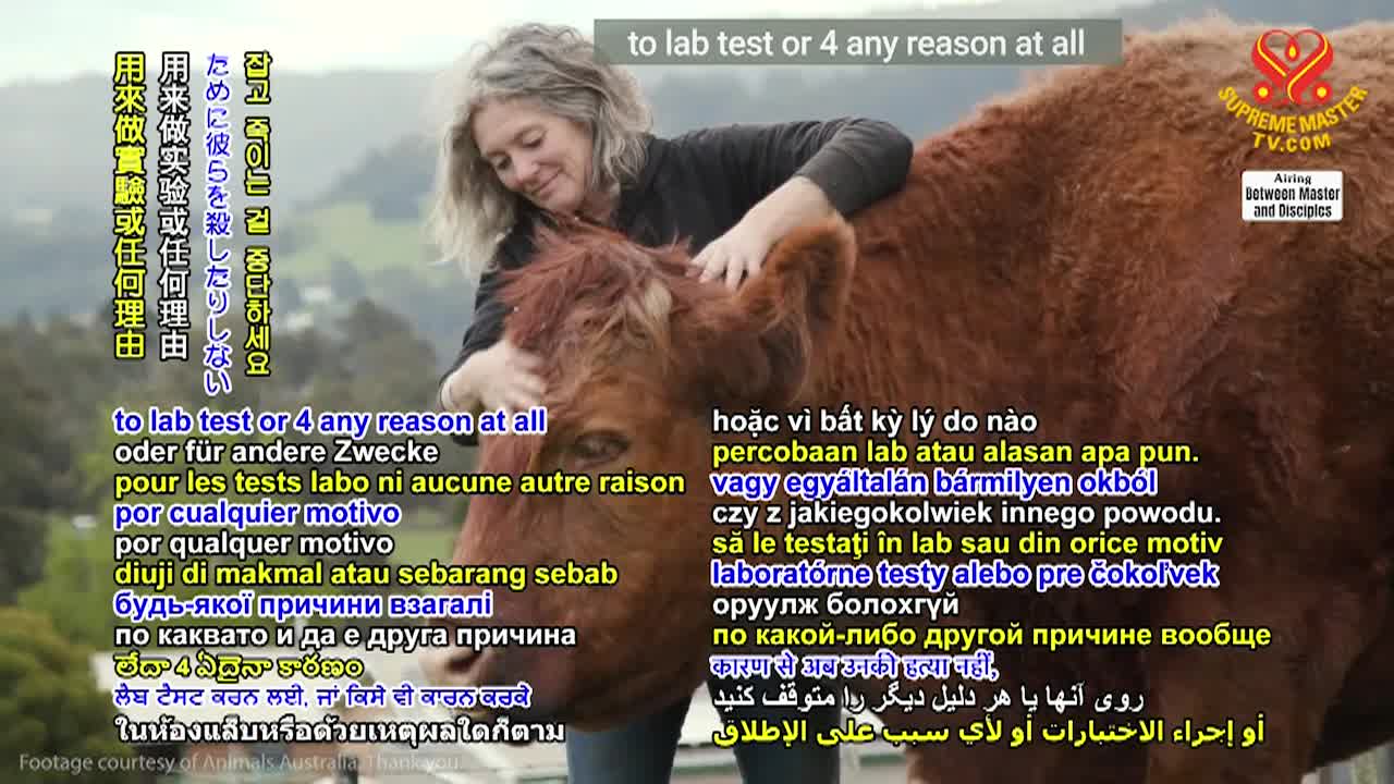 Thumbnail image for Supreme Master Television