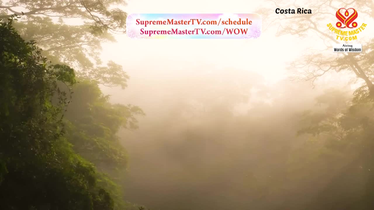 Thumbnail image for Supreme Master Television