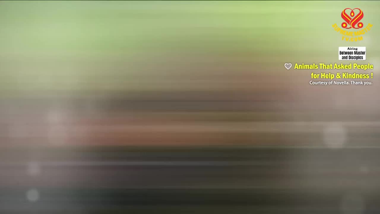 Supreme Master Television