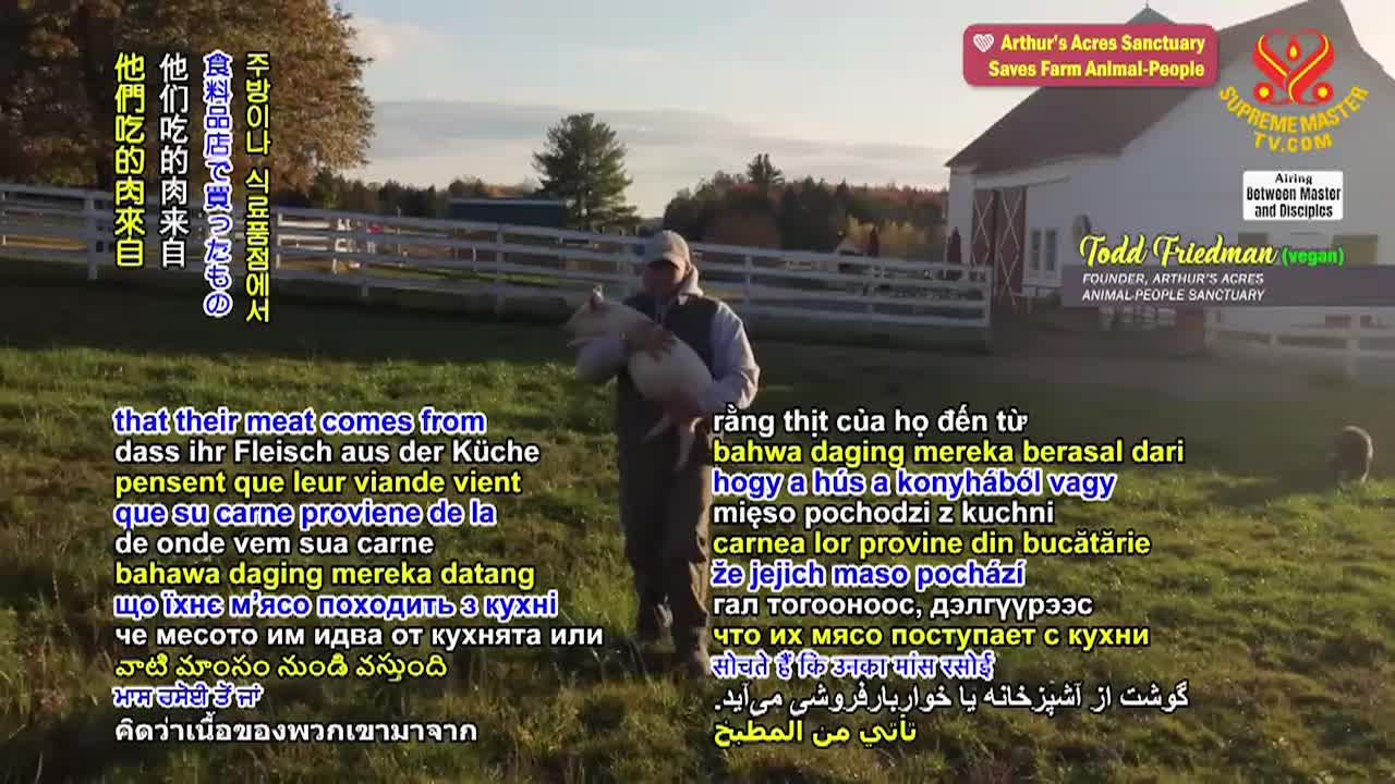 Supreme Master Television