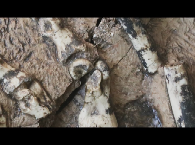 Thumbnail image for NSF Science Now