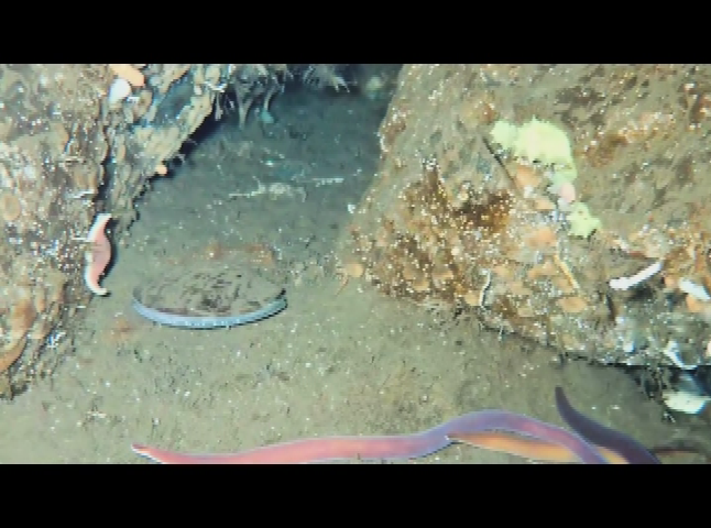 Thumbnail image for NSF Science Now