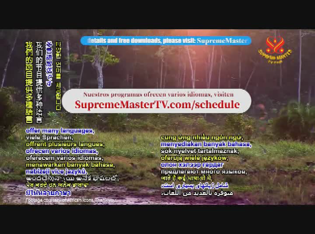 Thumbnail image for Supreme Master Television
