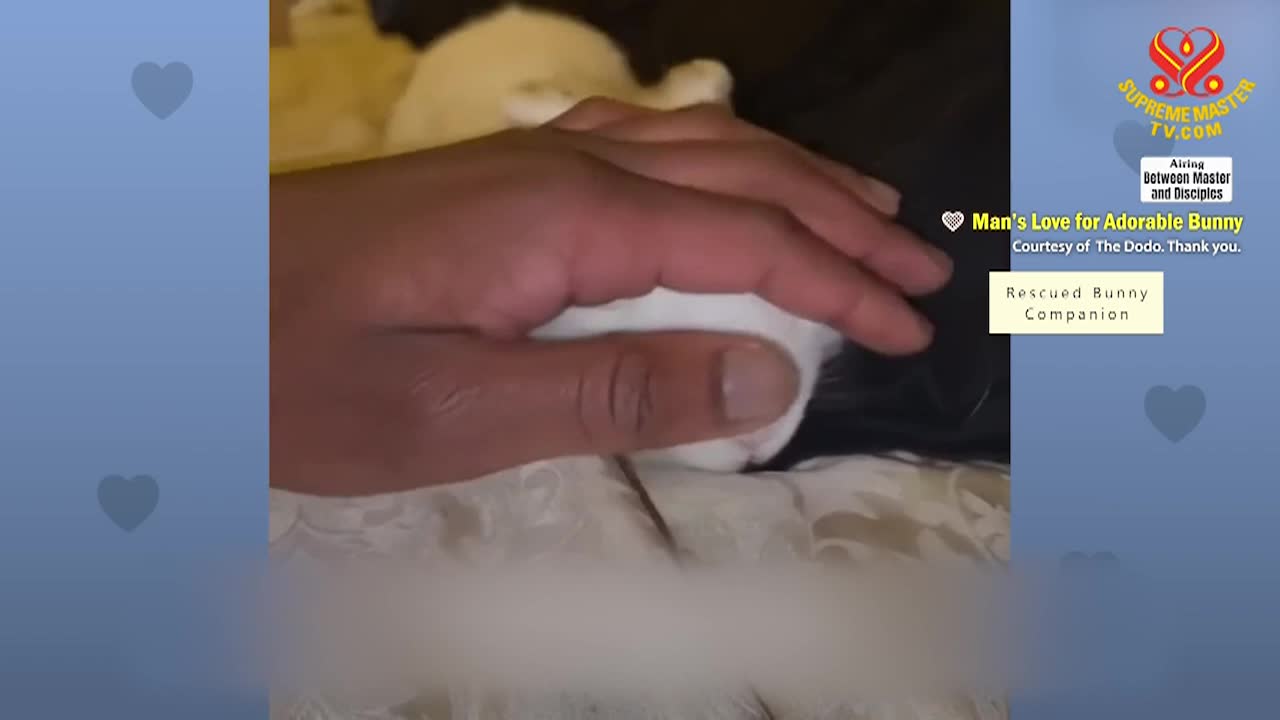 Supreme Master Television