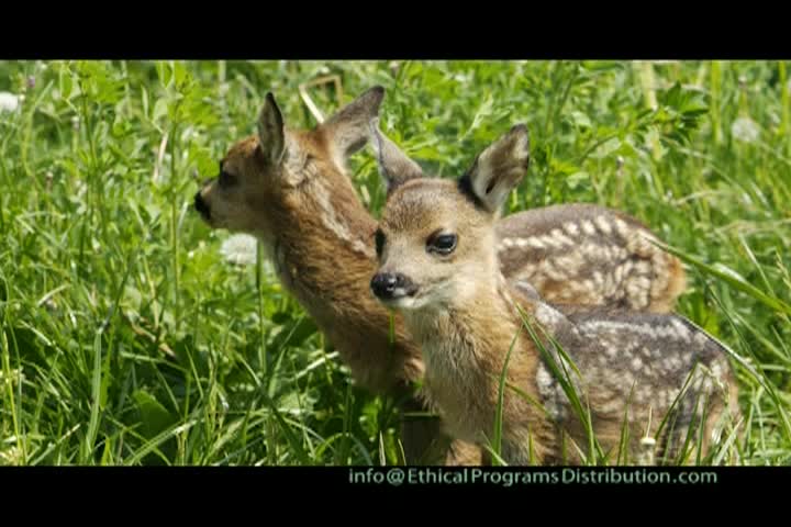 A Question of Ethics - Helping Animals