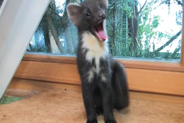 A Question of Ethics - Helping Animals Saving Lives