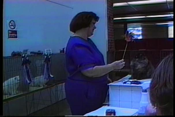 Middle aged caucasian woman wearing blue holding toy wand towards gray cat on table