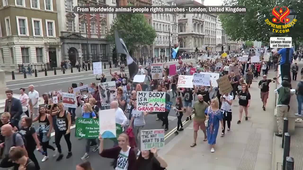 Thumbnail image for Supreme Master Television